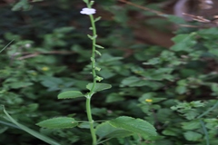 Priva cordifolia